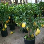 limon